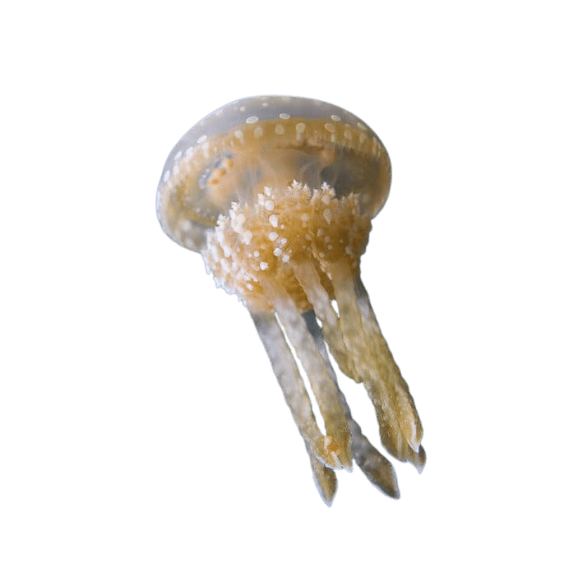 Spotted Jellyfish