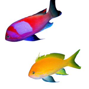Square box Anthias