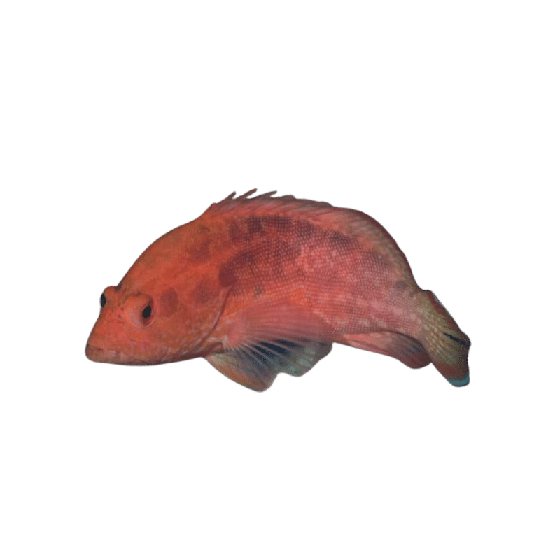 Strawberry Grouper