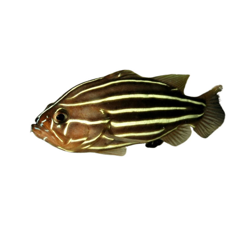 Stripe Soapfish