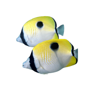 Teardrop Butterflyfish