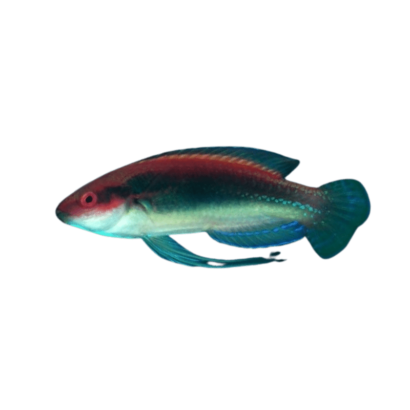 Temmincki Fairy Wrasse (Tonga)