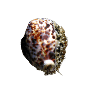Tiger Cowrie Snail LG