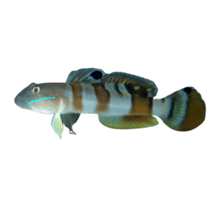 Tiger Wardi Goby