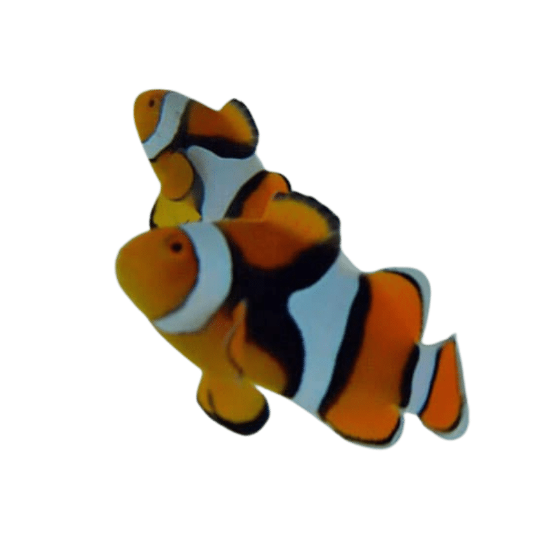 True Percula Clown (pair)