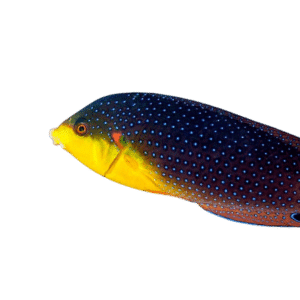 Twistii Wrasse (No Guarantee)