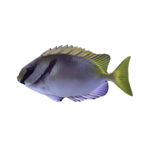 Two Barred Rabbitfish