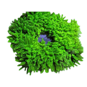 Ultra Green Bubble Tip Anemone (2" to 4") *STOCK*