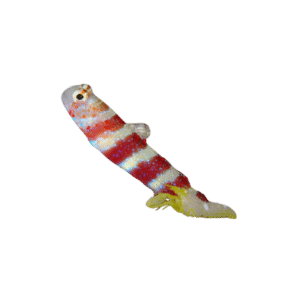 Wheeleri Goby