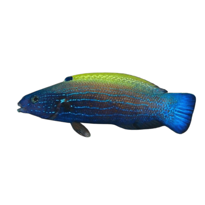 Yellow Back Wrasse