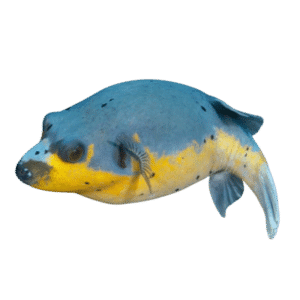 Yellow Belly Dogface Puffer