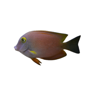 Yellow Eye Spotted Kole Tang