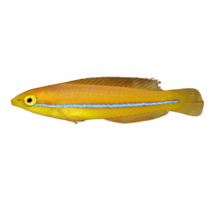 Yellow Head Wrasse (Juvenile)