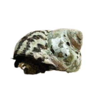 Zebra Turbo Snail