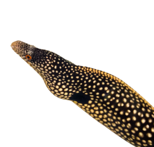 White Spotted Dragon Eel (Africa)
