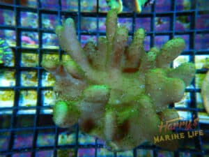 HML RAINBOW INVADER WALL HAMMER