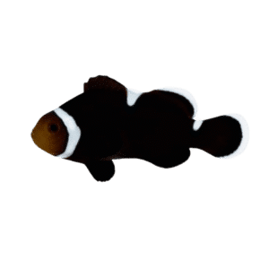 Extreme Misbar Ocellaris Clownfish (Amphiprion ocellaris)