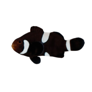 Misbar Black Ocellaris Clownfish (Amphiprion ocellaris)