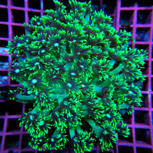 HML Nuclear Green Goni Colony *STOCK*