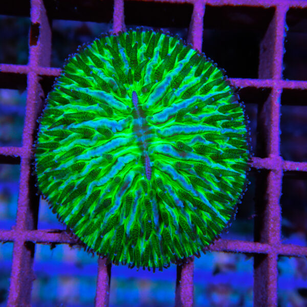 HML Toxic Green Helmet Fungia *STOCK*