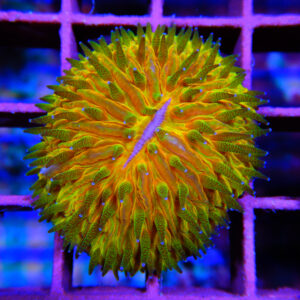 HML Rainbow Helmet Fungia 093