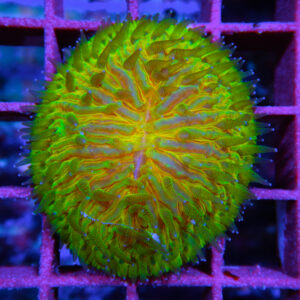 HML Green Rainbow Helmet Fungia 045