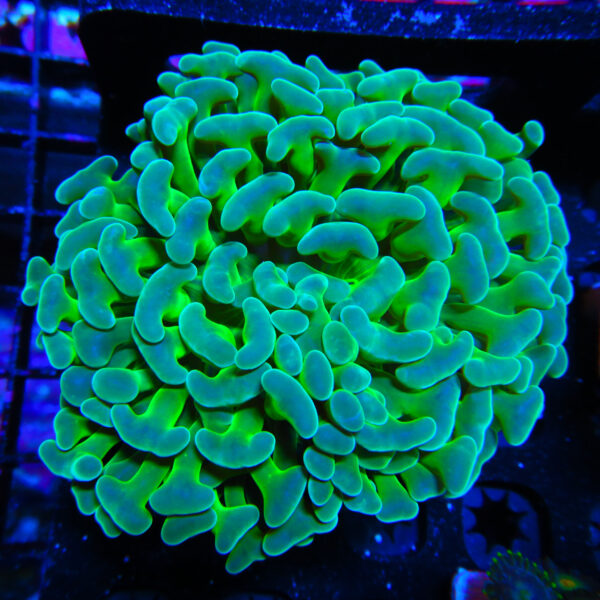 HML Nuclear Stem Hammer 487