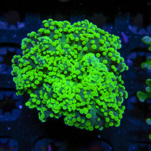 HML Kryptonite Octo 739