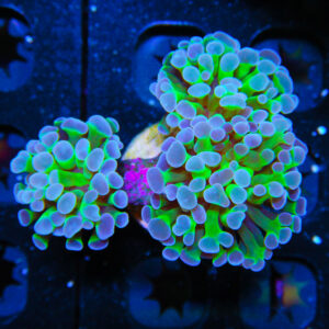 HML Green Stem Indo Hammer Tripple 363