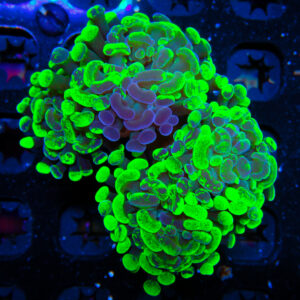 HML Kryptonite Splatter Hammer Double 658