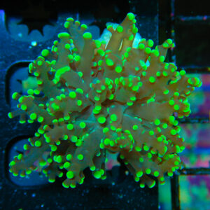 HML Lime Green Octo *STOCK* Single