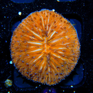 HML Orange Helmet Fungia *STOCK*