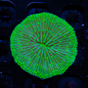 HML Green Plate Fungia 106