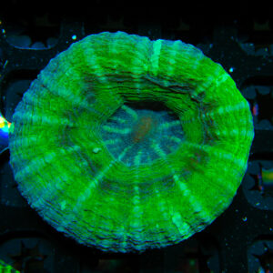 HML Green UFO Scoly 308
