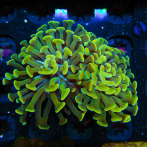 HML Goldilochs Hammer Double 558