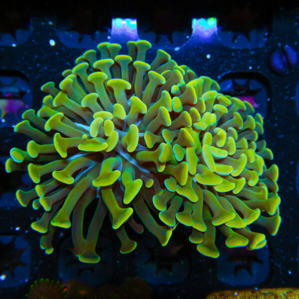 HML Goldilochs Hammer Double 558