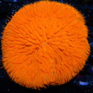 HML Orange Plate Fungia 514