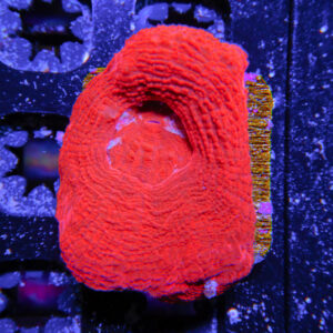 HML Red Bower 376