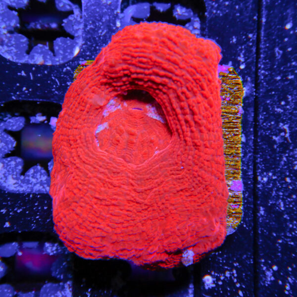HML Red Bower 376