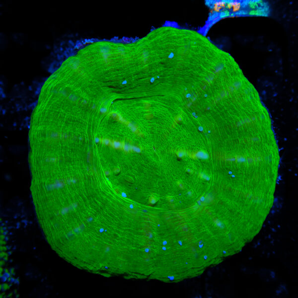 HML Toxic Green Scoly 743