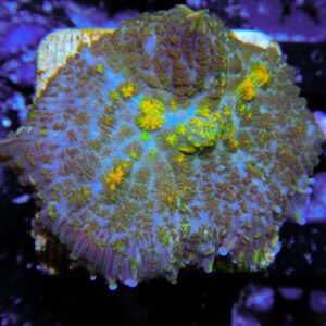 HML Yellow Flecked Rhodactus 014
