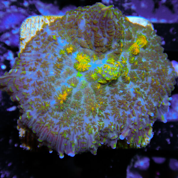 HML Yellow Flecked Rhodactus 014