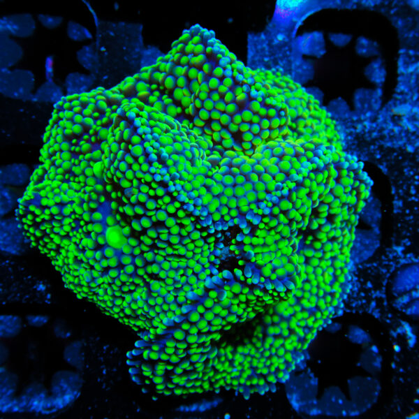 HML Galaxy Green Ricordea MINI COLONY 881