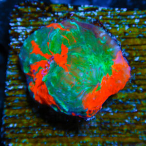 HML Sorcerers Flame Chalice 673