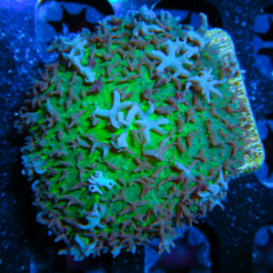 HML White Tip Hairy Mushroom 377
