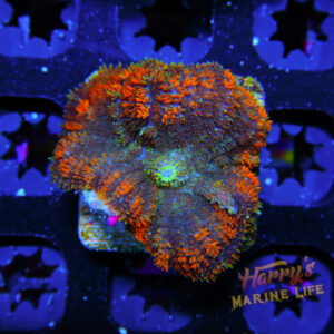 HML Master Rhodactus Mushroom 628