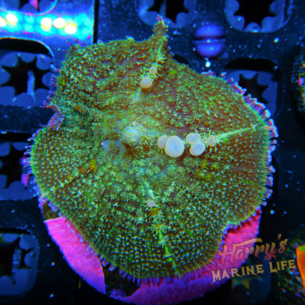HML Green Mushroom 782
