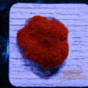 HML Ruby Red Mushroom 774