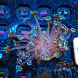 HML Mini Polyp Alveopora 964