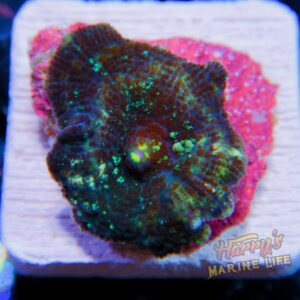HML Black Plague Mushroom 226